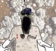 i_love mold stolen variant:shirtjak // 1454x1339 // 2.1MB