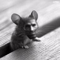 animal greyscale meta:not_oc mouse nas:gigachad subnas:gigamouse // 600x600 // 14.8MB animal greyscale meta:not_oc mouse nas:gigachad subnas:gigamouse // 600x600 // 14.8MB