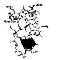 chemistry cobalamin organic organic_chemistry skeletal_formula variant:cobson vitamin vitamin_b vitamin_b12 // 721x760 // 21.2KB