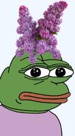 amphibian bald blue_background closed_mouth clothes flower frog green_skin irl lilac lips looking_at_you nas nas:pepe pepe_the_frog plant series:pepe_hat tshirt // 907x1644 // 841.7KB