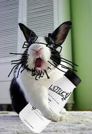 animal glasses holding_object irl irl_background irl_soy mammal open_mouth rabbit soy soyboy soylent soylent_bottle // 825x1200 // 935.9KB