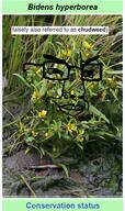 nature plant screenshot smug variant:chudjak weed wikipedia wikipedia_article // 325x545 // 385.7KB