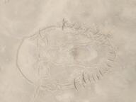 glasses irl mustache open_mouth sand soyjak stubble traditional_media variant:gapejak variant:unknown // 3264x2448 // 1.4MB