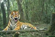 animal beard big_cat cat feline forest glasses jungle orange stripes stubble tiger variant:tigerjak watermark // 1536x1024 // 303.9KB