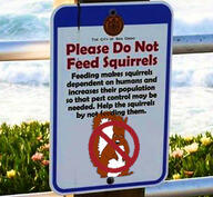 animal arm ear full_body glasses hand irl leg mustache no_symbol open_mouth soyjak subvariant:feralsquirrel tail text trend:squirreljakking variant:feraljak // 382x352 // 59.4KB