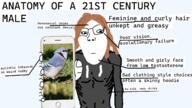 anatomy autism bird chart eyelashes femboy feminine glasses hair holding_object holding_phone homosexual male phone skinny transparent_background variant:gapejak // 1280x720 // 338.8KB