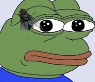 amphibian bait bug closed_mouth fly frog looking_at_you meta:not_oc nas:pepe neutral pepe_the_frog // 653x564 // 247.6KB