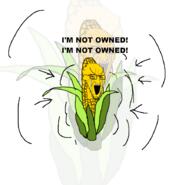 bloodshot_eyes corn crying food glasses large_eyebrows open_mouth screaming soyjak stretched_mouth stubble text variant:soyak vegetable yellow_skin // 902x870 // 164.6KB