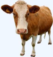 animal closed_mouth cow ear female full_body meta:nas nas:nigger_cow nigger_cow pregnant template transparent_background