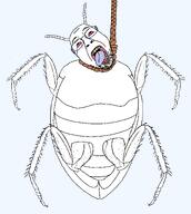 antennae bloodshot_eyes bug clothes cockroach crying fat full_body glasses hanging leg open_mouth roach rope soyjak stubble suicide template tongue transparent_background variant:bernd yellow_teeth // 2329x2601 // 127.6KB