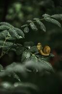 dew leaf nature shadow snail subvariant:wholesome_soyjak variant:gapejak // 1365x2048 // 876.4KB