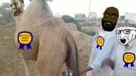 angry animal award beard bowl brown_skin camel camel_urine city clothes crying glasses hat irl islam mudslime nas:gigachad piss rotten_teeth sand sky stubble subvariant:tetojak variant:cryboy_soyjak variant:soyak yellow_teeth // 955x537 // 620.9KB