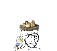 angry animal bird birdnest cross_eyed drool dumb gull hand object object_on_head seagull series:animaljaks shoulder shoulder_pal subvariant:soyak_(irritated) subvariant:wholesome_soyjak variant:gapejak variant:soyak yuck // 1001x900 // 244.7KB