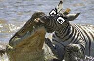 animal crocodile irl irl_background predator prey variant:chudjak zebra // 720x467 // 282.2KB