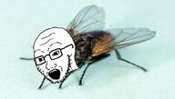 animal bug fly glasses open_mouth soyjak stubble variant:soyak // 697x394 // 308.1KB