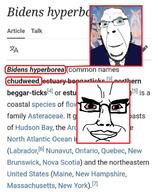 bidens_hyperborea closed_mouth glasses joe_biden maine massachusetts name_soundalikes new_brunswich new_hampshire new_york newfoundland_and_labrador nova_scotia nunavut ontario pun quebec smile soyjak text united_states variant:chudjak variant:cobson wikipedia // 1321x1605 // 812.5KB