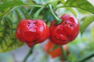 habanero_pepper irl pepper plant variant:meximutt // 1280x851 // 1.2MB