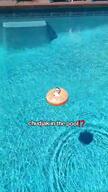 animated chair floatation_device irl music plush pool ring seat text tiktok variant:chudjak video water // 576x1024, 5.2s // 1.4MB