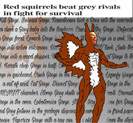 TOTAL_GREY_DEATH_NIGGA! Text_background copypasta meta:tagme red_squirrel squirrel subvariant:feralsquirrel text variant:feraljak // 1170x1080 // 406.3KB
