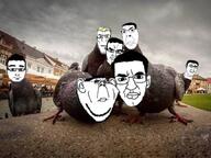 avian bird irl_background meta:leaky meta:tagme pigeon subvariant:chudson subvariant:kuzjak_gun subvariant:sterojak variant:chudjak variant:cobson variant:impish_soyak_ears variant:markiplier_soyjak // 660x495 // 55.9KB