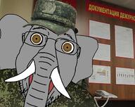 brown_eyes camouflage clothes elephant emr_pattern glasses hat irl_background military open_mouth russia soyjak stubble variant:bernd // 709x563 // 144.3KB