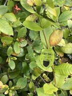 glasses irl leaf open_mouth redraw soyjak stubble variant:markiplier_soyjak // 1536x2048 // 522.0KB