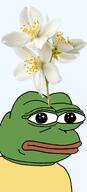 amphibian bald blue_background closed_mouth clothes flower frog green_skin jasmine lips looking_at_you nas nas:pepe pepe_the_frog plant series:pepe_hat tshirt // 808x1777 // 677.8KB