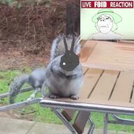 2soyjaks artist:Catjakker crystal_cafe female grey_squirrel live_reaction real_life squirrel subvariant:gapejak_female variant:gapejak variant:meximutt video // 1080x1080, 7s // 1.1MB
