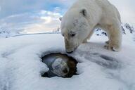 crying ice polar_bear seal torture variant:chudjak // 600x400 // 98.3KB