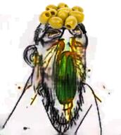 angry clenched_teeth ear food foodjak glasses green_teeth olive soyjak stubble variant:feraljak // 320x358 // 147.8KB