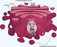 cell glasses golgi_apparatus mustache open_mouth purple_hair soyjak stubble tongue tranny variant:bernd yellow_teeth // 2103x1743 // 432.3KB