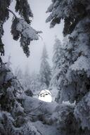 irl_background nature snow variant:gapejak // 1365x2048 // 1.4MB