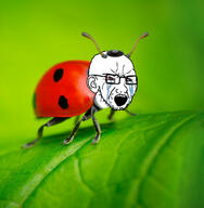 animal bloodshot_eyes bug clothes crying ear glasses green_background hat irl_background judaism kippah ladybug open_mouth outdoors outside soyjak stubble variant:soyak // 704x720 // 90.1KB