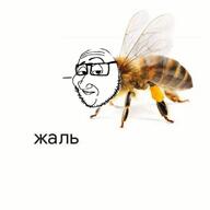 bee its_a_pity pun russia russian_language stinger variant:smugjak white_background // 800x800 // 37.6KB