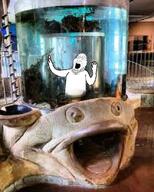 aquarium blue fish glasses st_louis stuck subvariant:gapeplier the_city_museum white_skin // 1005x1255 // 206.5KB