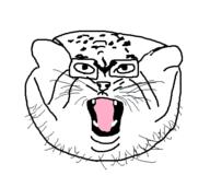 manul pallas pallas's_cat // 440x393 // 28.1KB