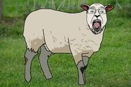 animal glasses grass irl_background looking_at_you open_mouth outdoors series:animaljaks sheep stubble traced variant:bernd wool // 1200x800 // 554.1KB