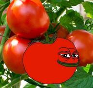 amphibian closed_mouth frog leaf nas:pepe pepe_the_frog red_skin smile tomato // 996x947 // 107.9KB