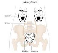 3soyjaks anatomy angry bladder closed_mouth ear glasses grin happy kidneys open_mouth skeleton smile stubble text urethra variant:cobson // 500x459 // 120.7KB