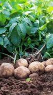 animated animation earth ext=gif farm farming leaf potato seed subvariant:nucob variant:cobson video // 240x426 // 1.8MB