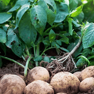 animated animation earth ext=gif farm farming leaf potato seed subvariant:nucob variant:cobson video // 240x426 // 1.8MB