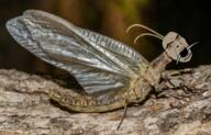 animal brown_skin bug dobsonfly ear fly full_body glasses irl irl_background log open_mouth orange_eyes soyjak variant:cobson wing // 989x636 // 1.2MB
