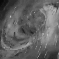 black_and_white buff gigachad nas:gigachad the_lawnmower_man variant:cobson // 640x360 // 9.0MB