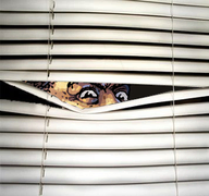 curtain eyes happy jewish_nose judaism kike merchant nas:merchant window // 255x239 // 75.4KB