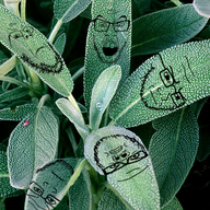 5soyjaks angry closed_mouth frown glasses irl leaf mustache objectsoy open_mouth plant sage_(herb) soyjak stubble subvariant:soyak_(irritated) variant:a24_slowburn_soyjak variant:feraljak variant:gapejak variant:markiplier_soyjak variant:soyak // 515x515 // 682.0KB