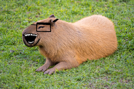 capybara glasses grass open_mouth series:animaljaks stubble variant:snoojak // 826x550 // 1.0MB