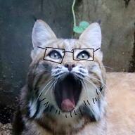 animal bobcat glasses irl open_mouth soyjak variant:unknown // 897x897 // 1.5MB