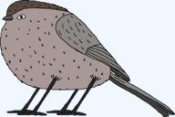 4_legs beak feather grey_skin soycreature subvariant:soybird variant:soycreature wing // 679x453 // 12.4KB