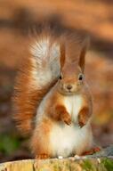 animal forest irl meta:nas squirrel subvariant:feralsquirrel variant:feraljak variant_origin // 398x600 // 26.0KB