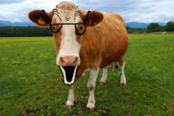 cow glasses irl irl_background nas:nigger_cow nigger_cow open_mouth soyjak stubble variant:unknown // 1600x1064 // 2.8MB